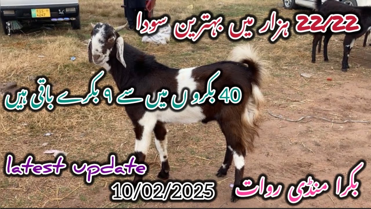 Today Bakra Mandi Rawat لوکل مال latest update 10 February 2026#goat 