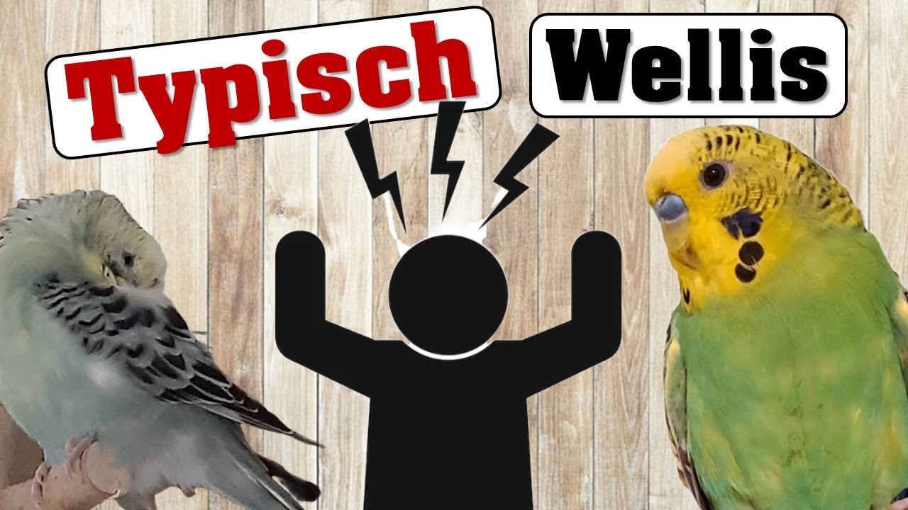 Darum NERVEN Wellensittiche! 3 typische Situationen.