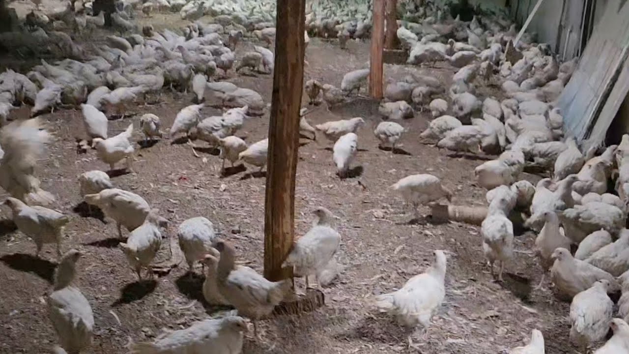 Тухум йуналиши товукларни ерда ва сеткада бокиш усули хамда пилус- минуслари хакида #факт#бизнес