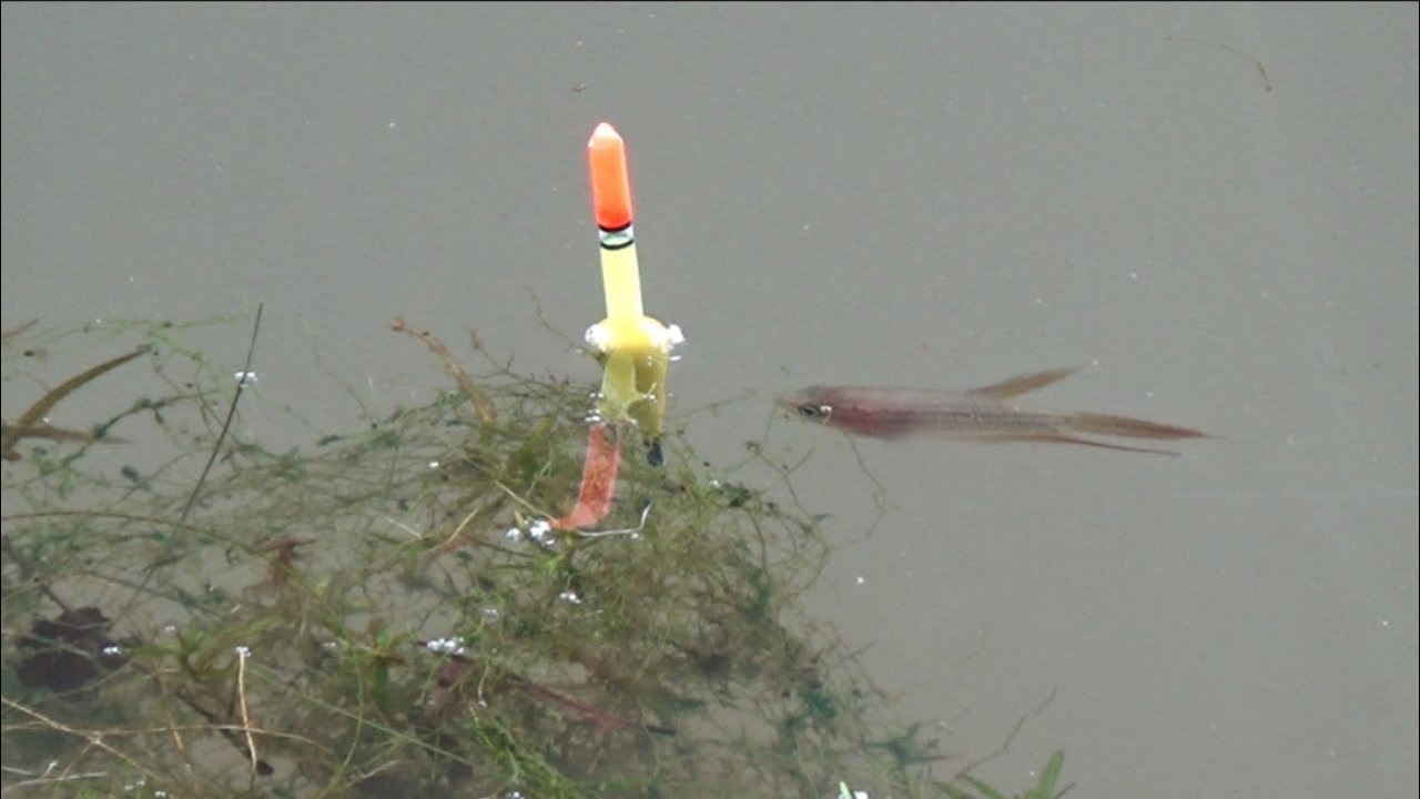 MANCING DI LUBUK IKAN KAKAPAR / SILINCAH SEMUA PASTI BETAH MEMANCING