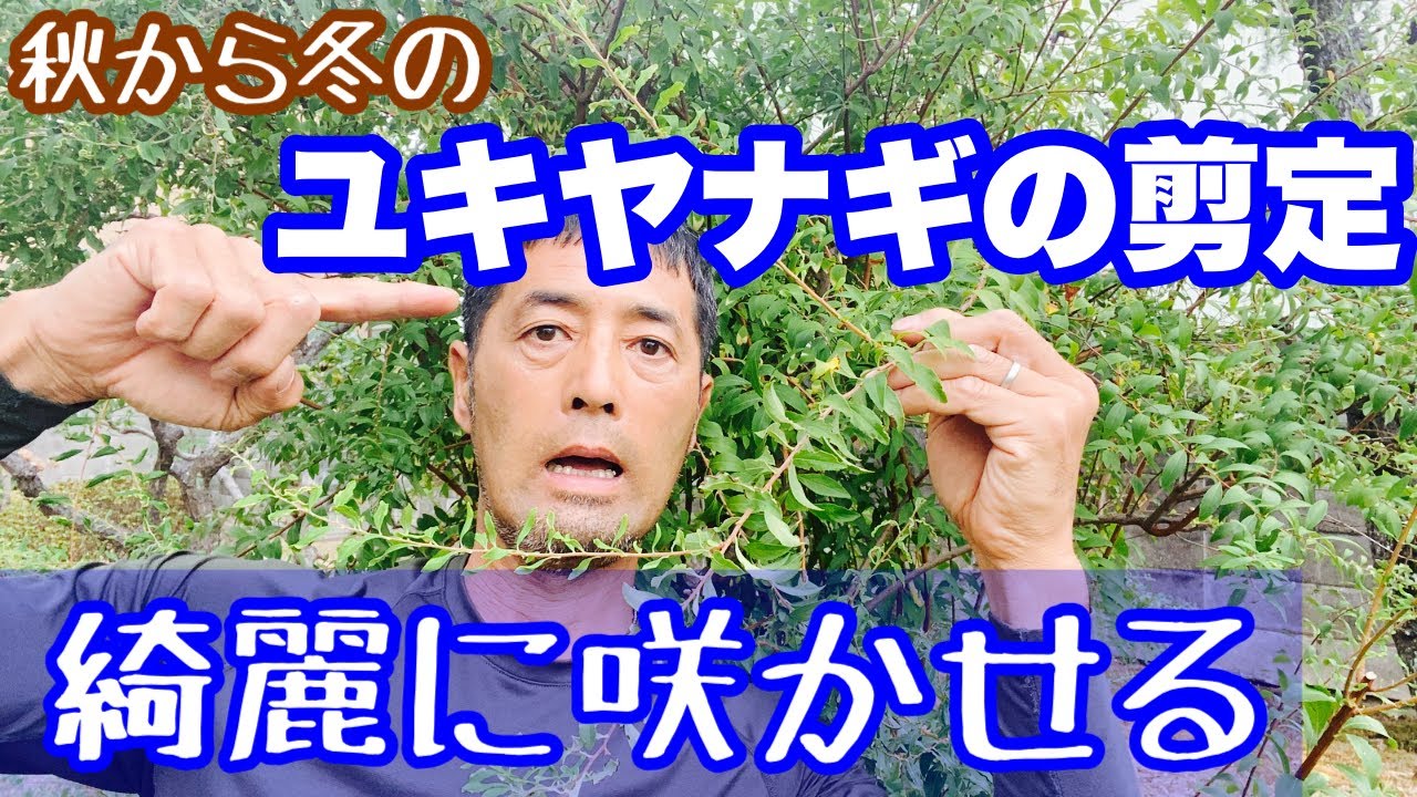 【秋冬のユキヤナギ剪定】綺麗に花を咲かす剪定はこれ！