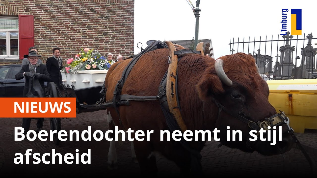Rouwkoe zorgt voor bijzondere rouwstoet in Klimmen