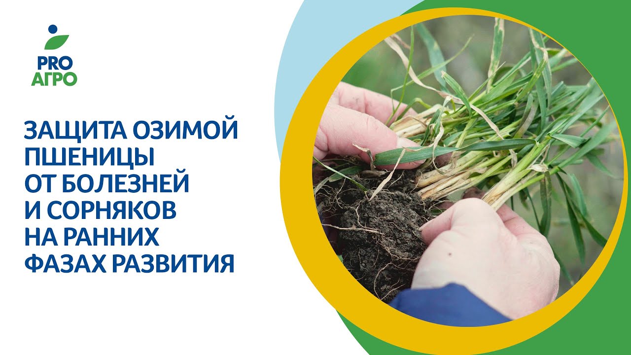 Защита озимой пшеницы от болезней и сорняков на ранних фазах развития.