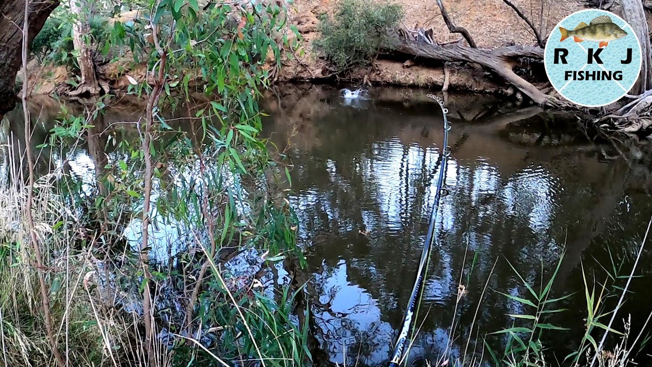 Surface fishing for Murray Cod - a short session