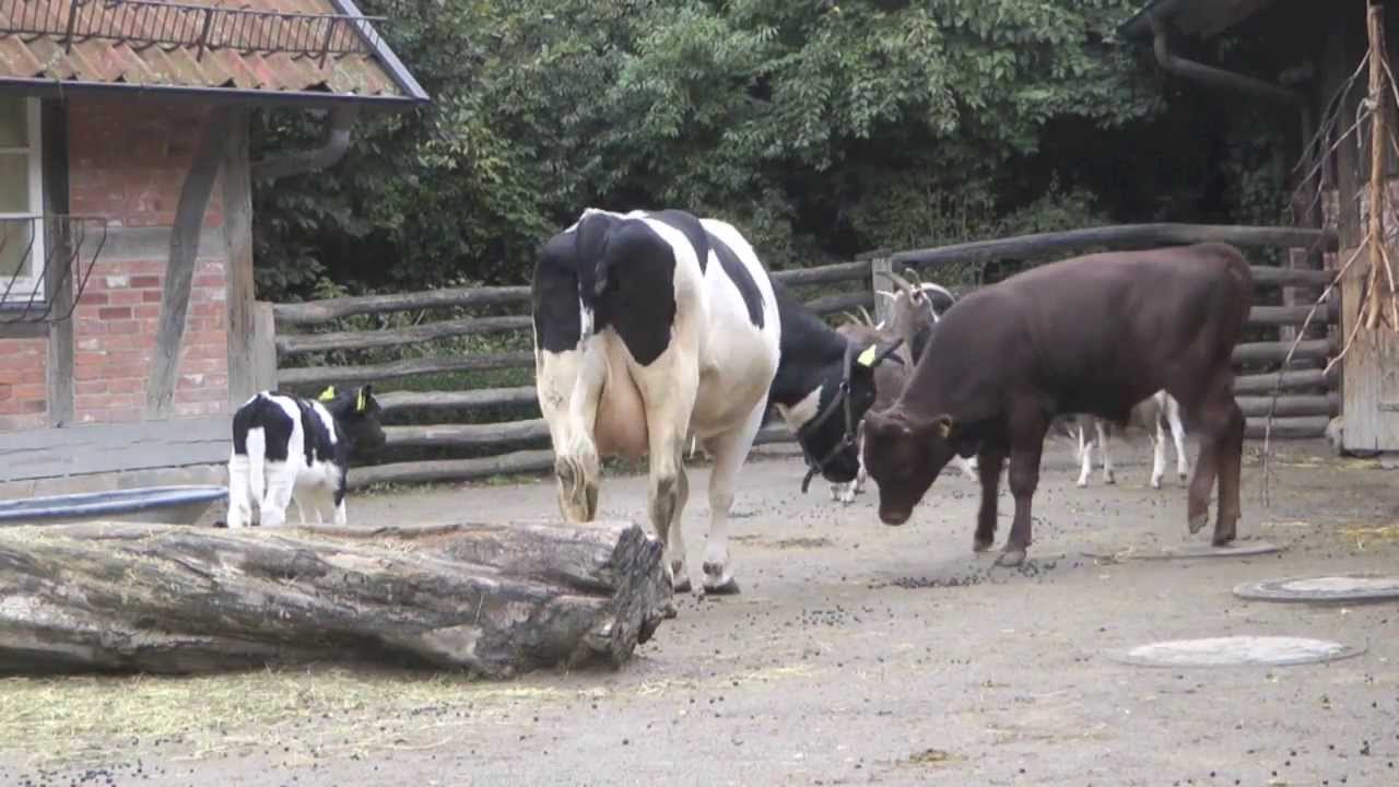 Kuh verteidigt ihr Kalb