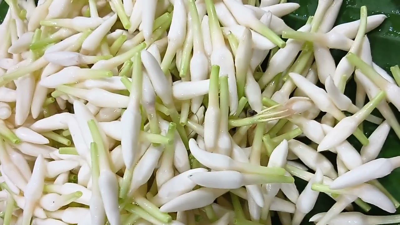 ಮಲ್ಲಿಗೆ ಕೃಷಿ ಅಥವಾ ಬೇರೆ ವೃತ್ತಿಗಳನ್ನು ಮಾಡಿ ಸಂಬಳ ಪಡೆಯುವುದು ಯಾವುದು ಉತ್ತಮ? #ಮಲ್ಲಿಗೆ #gardening #mallige