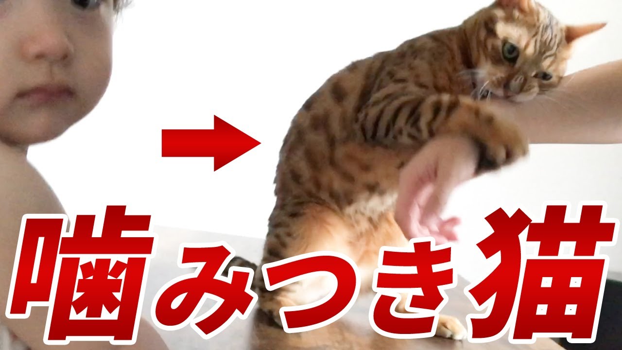 闘争心溢れる噛みつき猫と、それを止められる唯一の存在