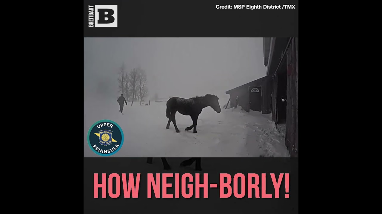 How Neighhh-borly! Escaped Horse Returned by State Police to Neighbor&rsquo;s Barn
