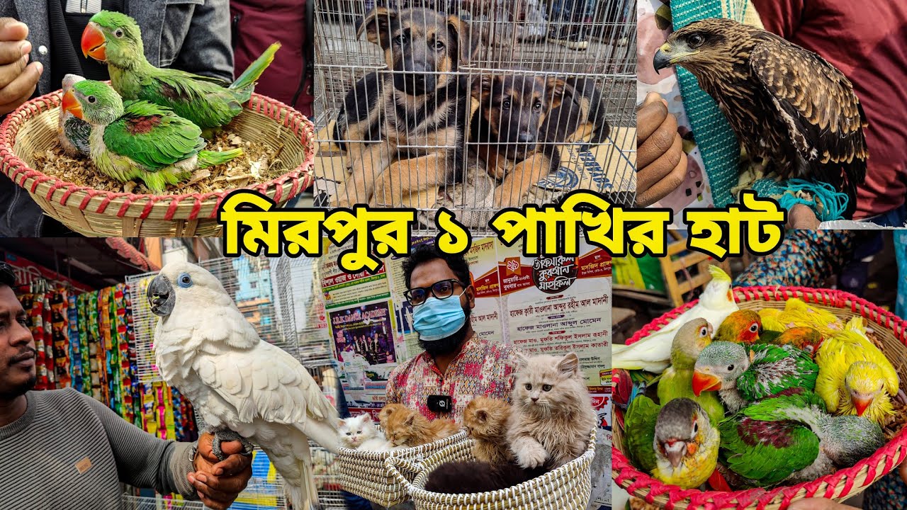 Parrot Baby Special_Mirpur 1 Птичий рынок_Чандана Попугай,Орел,Бетта_Ара_Мирпур 1 пахировая шапка...