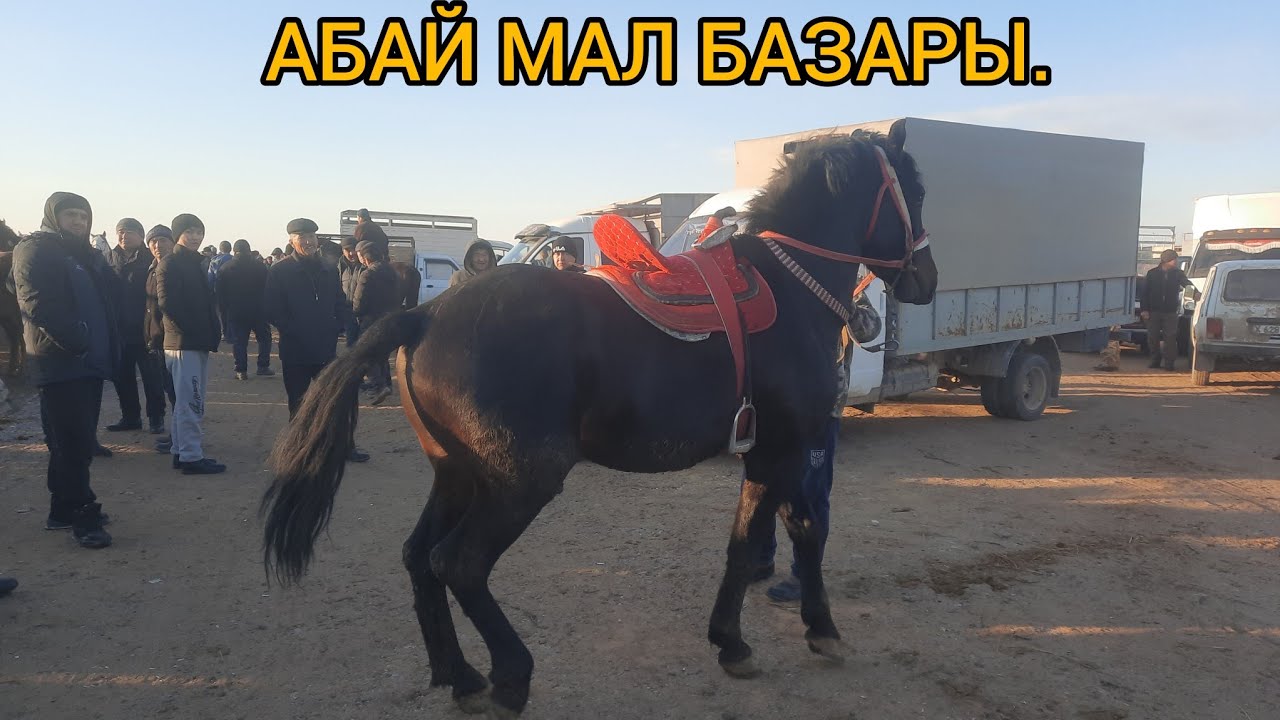Абай мал базары. 27.12.2022ж ЖЫЛҚЫ БАҒАСЫ.