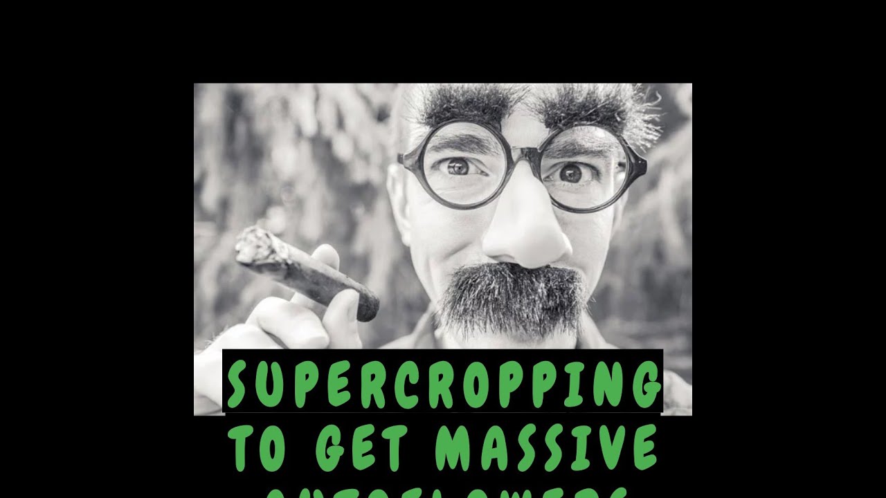 Breaking bad with Autoflowers!!! [Supercropped autoflowers and how we do it!!