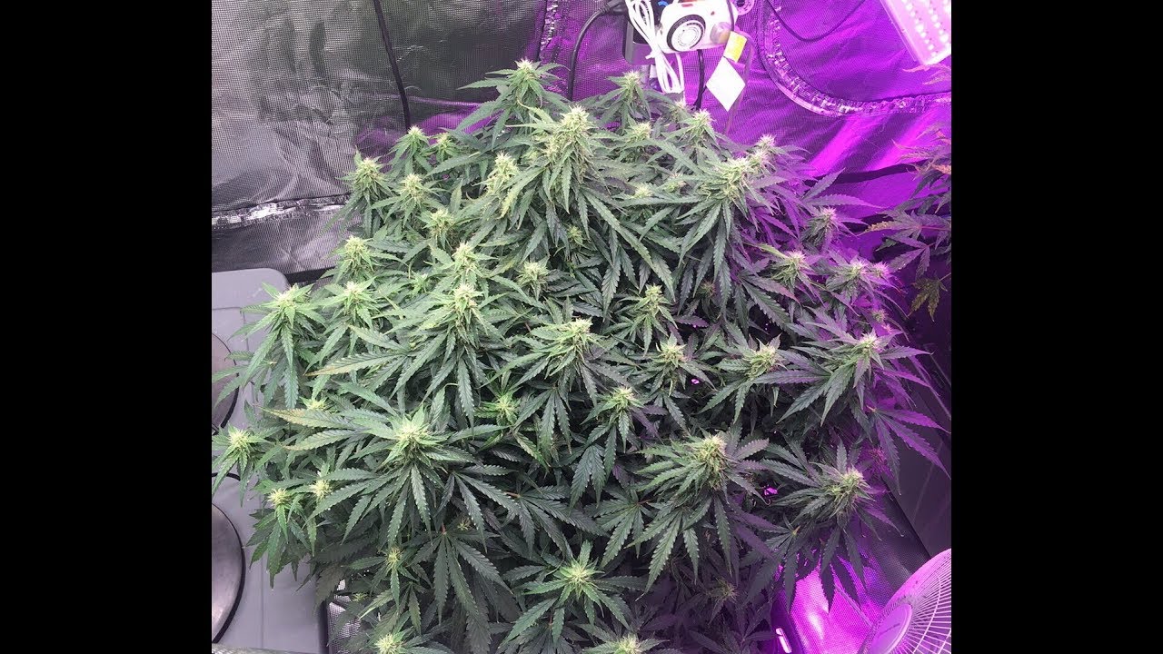 Purple Skunk Mass Auto at  49 days/ Moby Dick XXL at 7 days