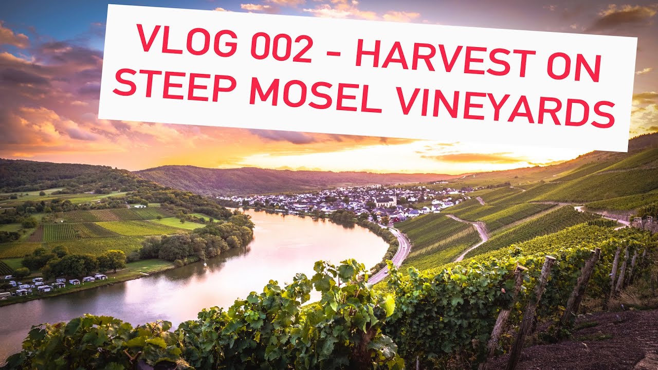 VLOG 002 - HARVEST ON STEEP MOSEL VINEYARDS