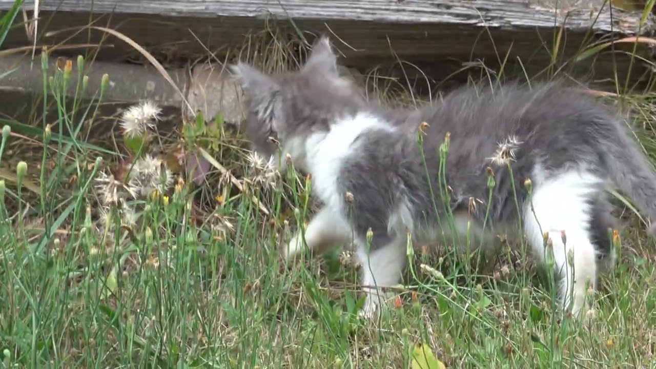 28.07.2019 Unsere jungen Katzen