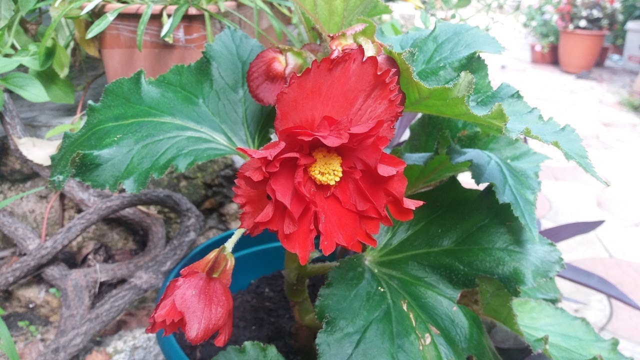 Бегония клубневая.  Что бывает если!?