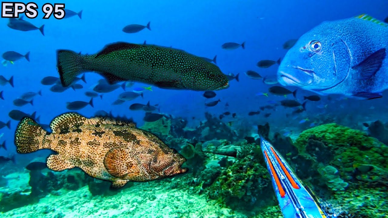 EPS_95 SPEARFISHING INDONESIA//SHOOT BIG GROUPER AND BIG SWETLIPS IN MADAPOLO ISLAND