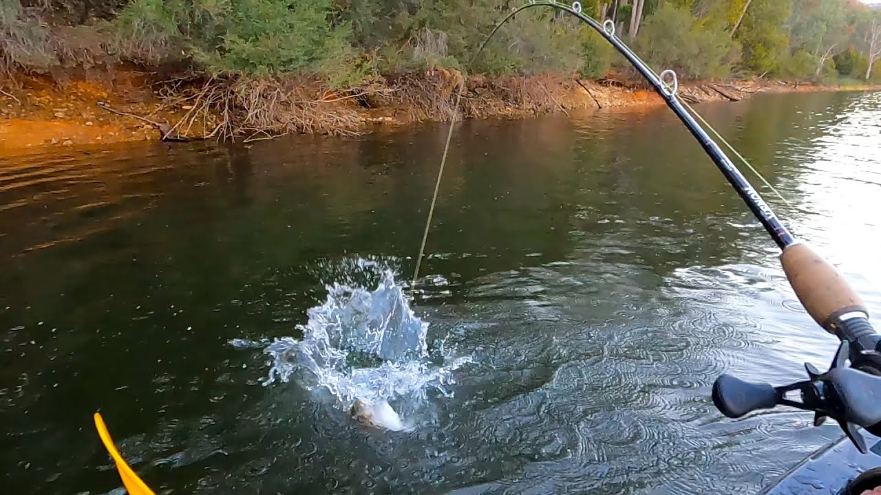 Red Hot Murray cod and redfin fishing at Lake Buffalo