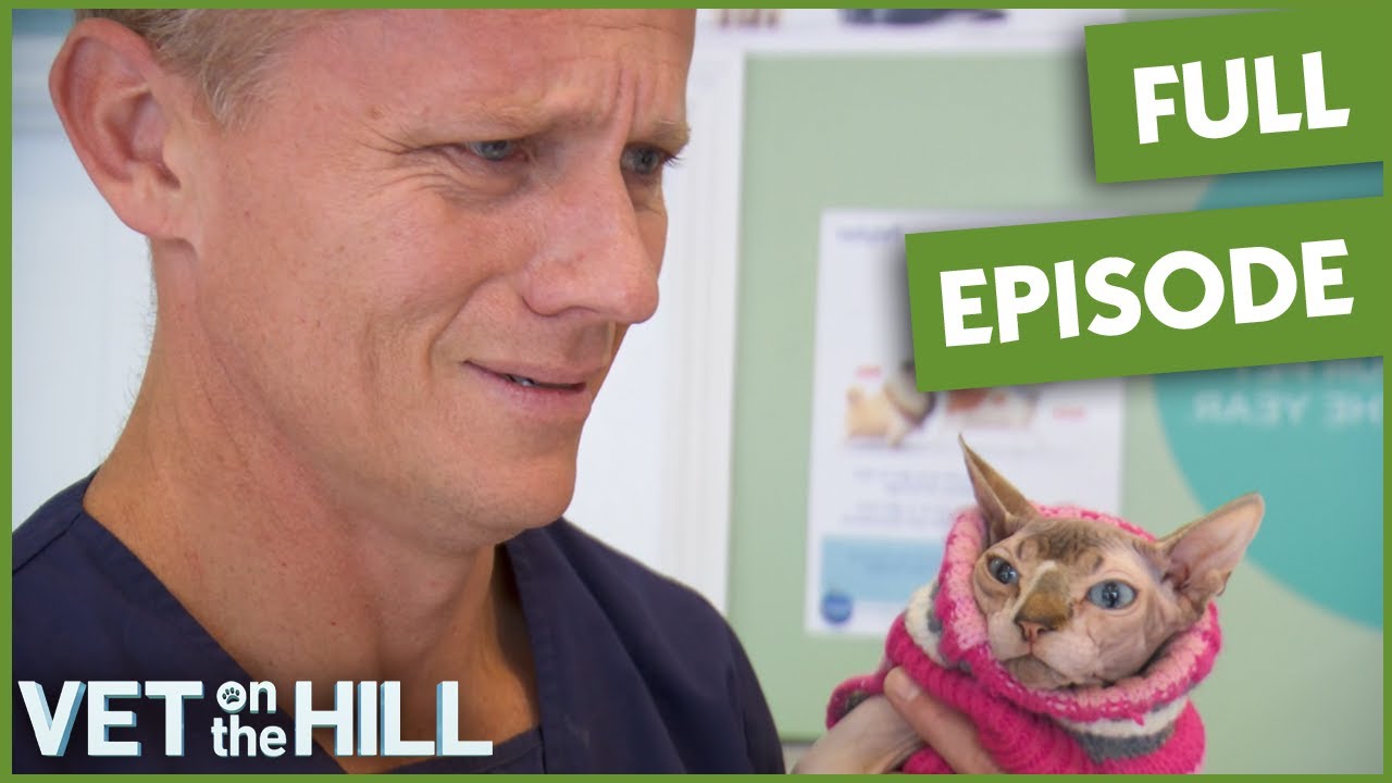Vet Spays Frisky Cat Obsessed With Owner’s Husband | Full Episode | Vet On The Hill