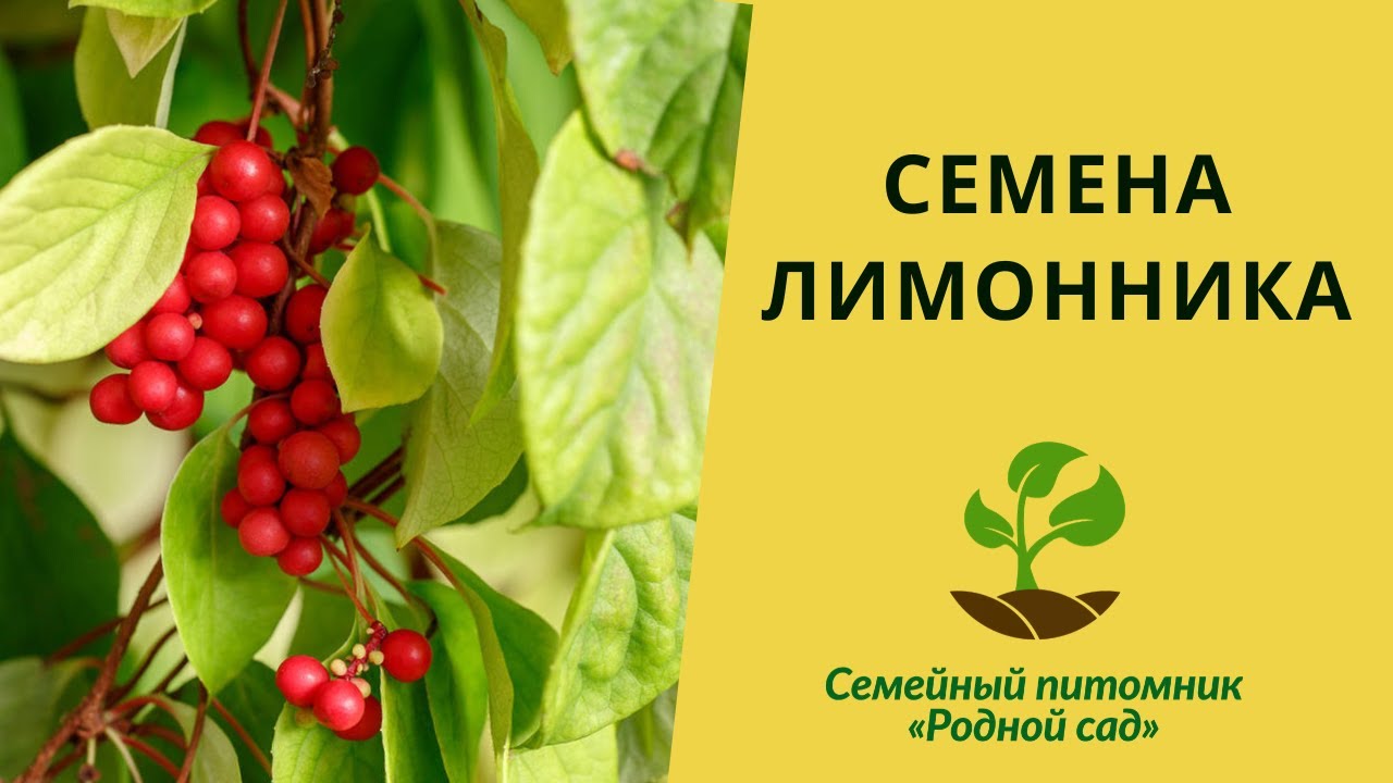 Лимонник китайский выращивание из семян в Украине. Семена лимонника для выращивания в саду.
