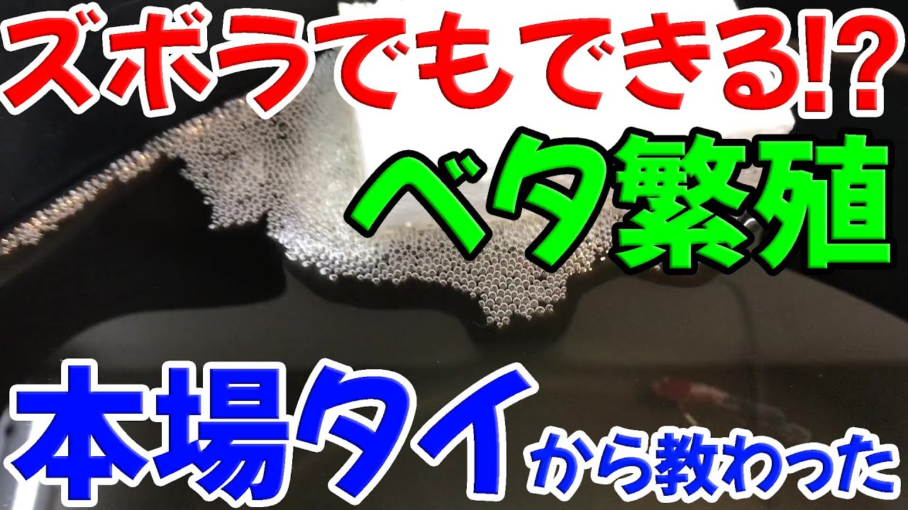 本場タイから教わったベタの繁殖方法と繁殖水槽が意外だった【簡単！？】