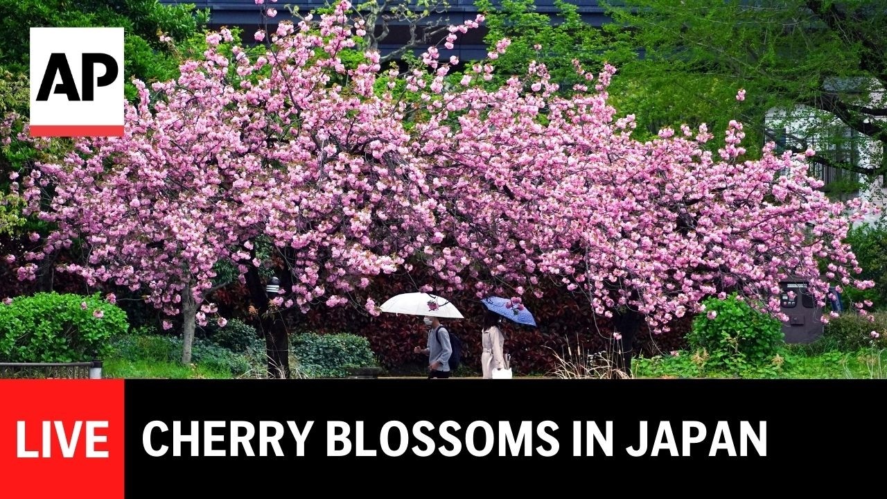 LIVE: Watch cherry blossom trees in Japan