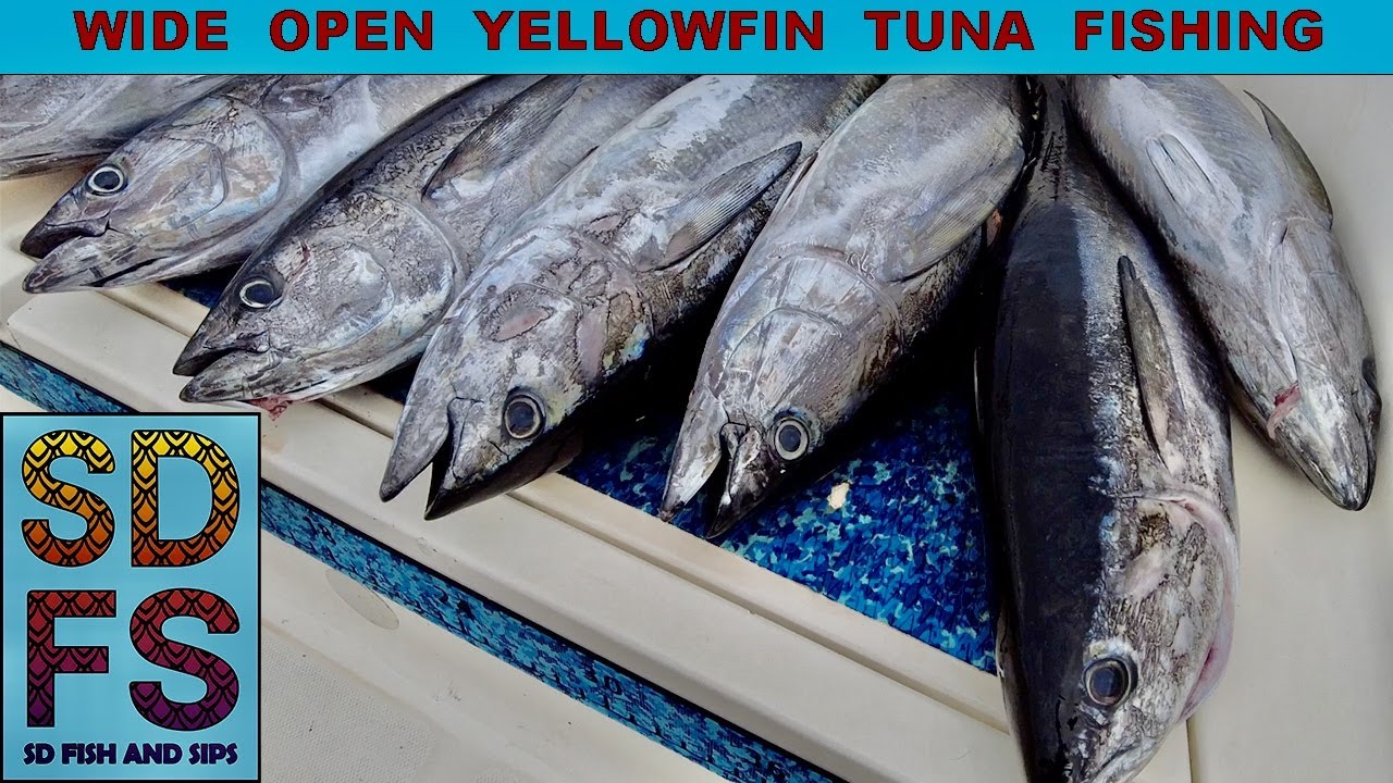 Wide Open Yellowfin Tuna Fishing & Kelp Paddy Dorado (Mahi) | October Offshore San Diego SDFS