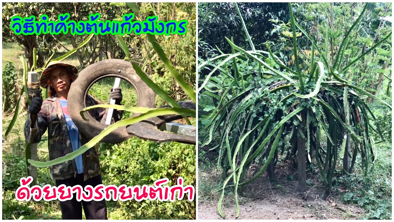 วิธีทำ ค้างต้นแก้วมังกร จากยางรถยนต์เก่าหรือวัสดุเหลือใช้ให้ได้ประโยชน์ยิ่งขึ้น Dragonfruit garden