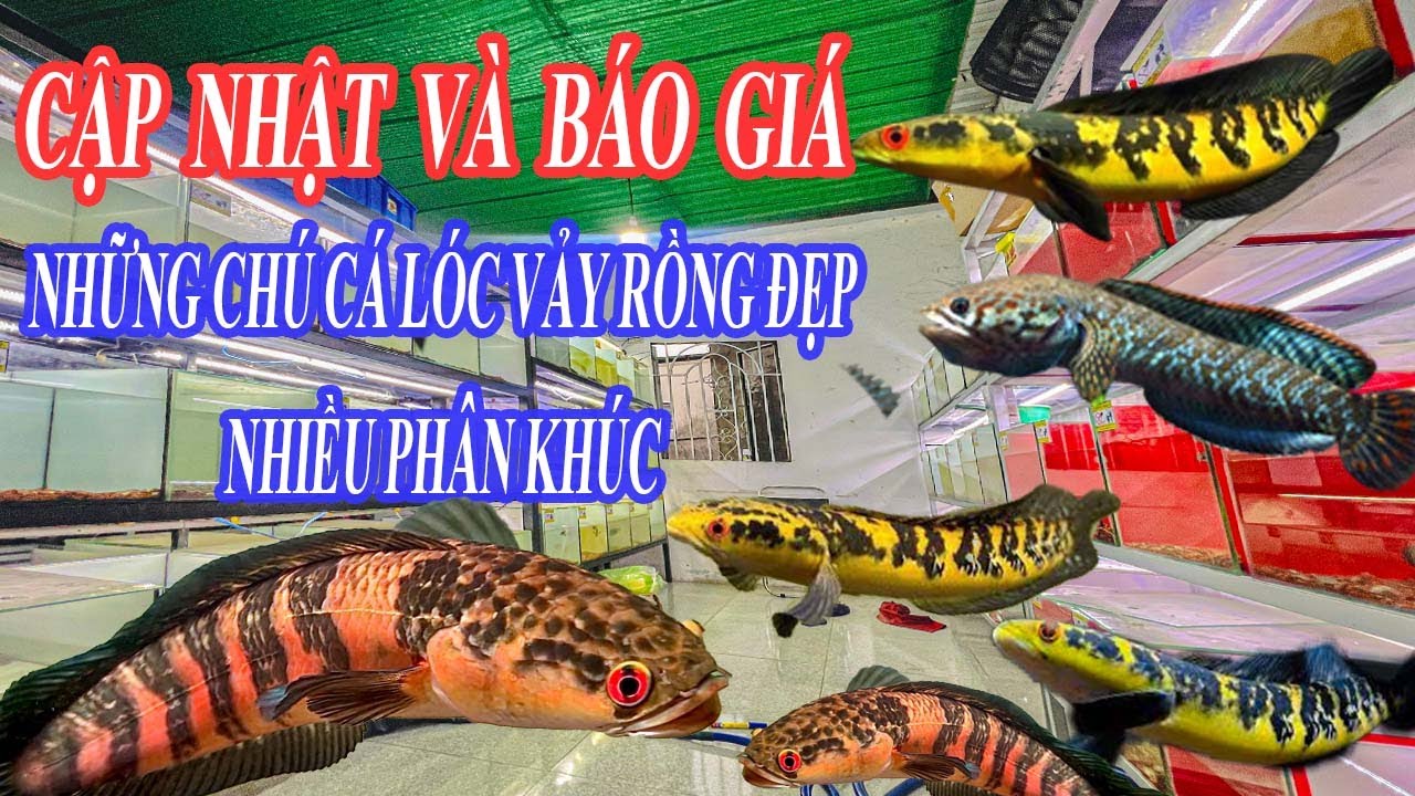 CẬP NHẬT BÁO GIÁ NHỮNG CHÚ CÁ LÓC VẢY RỒNG VÀNG VÀ ĐỎ ĐẸP #chana #guppy
