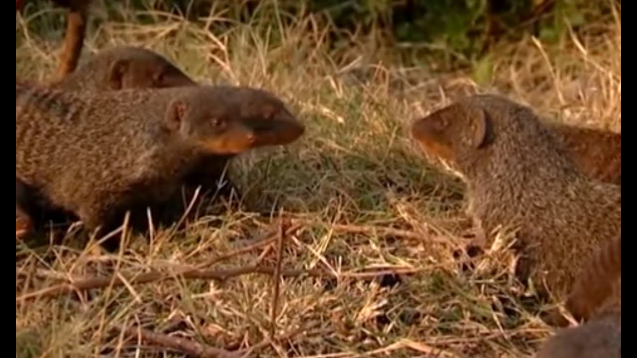 Searching for Acceptance | Banded Brothers (The Mongoose Mob) | BBC Earth