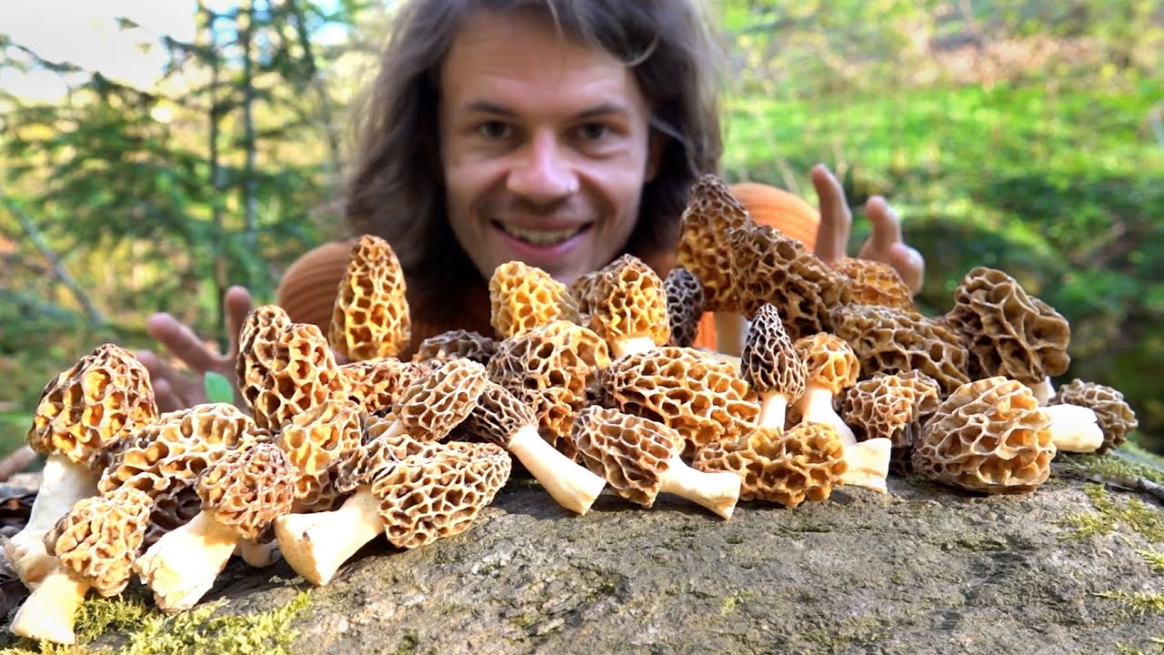 Speisemorcheln - Träume werden wahr!