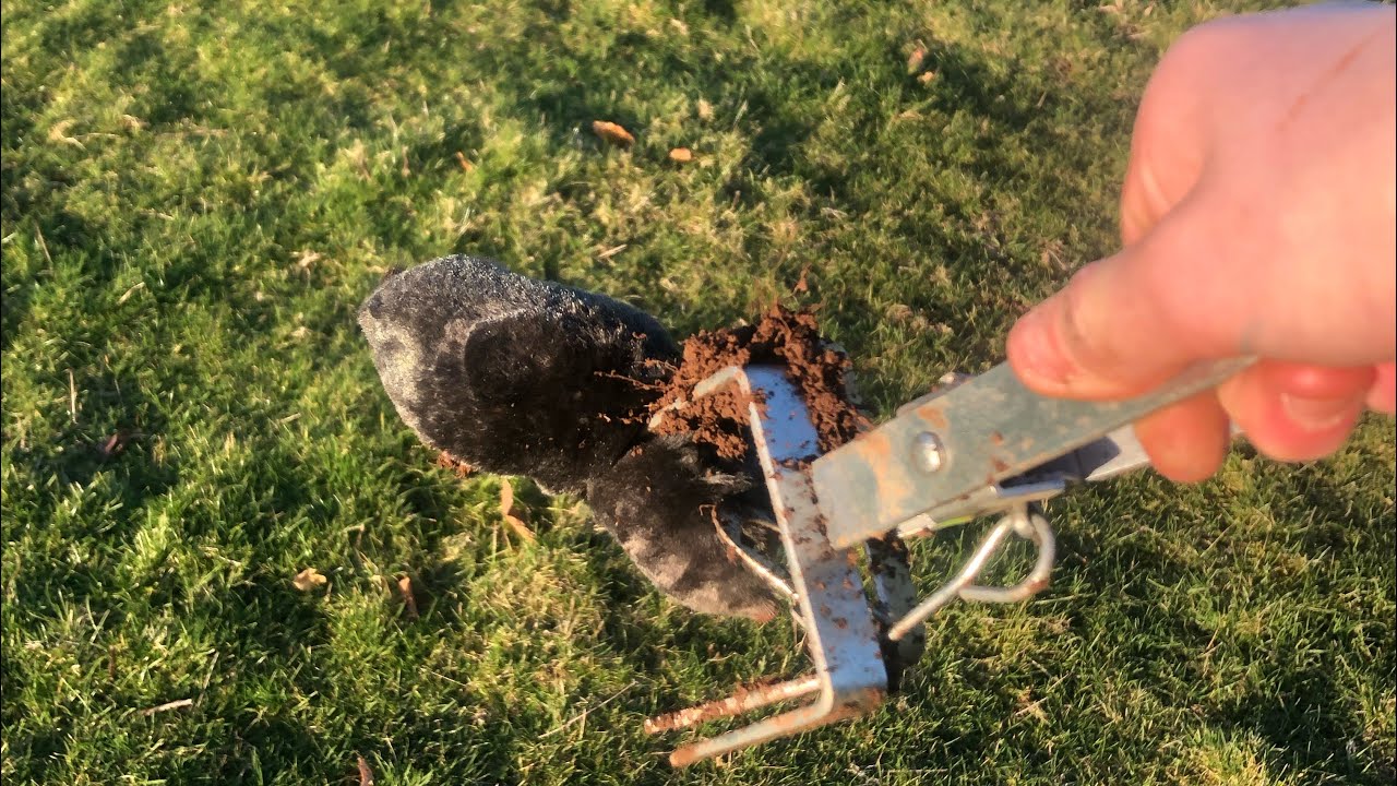 how to mole trap
