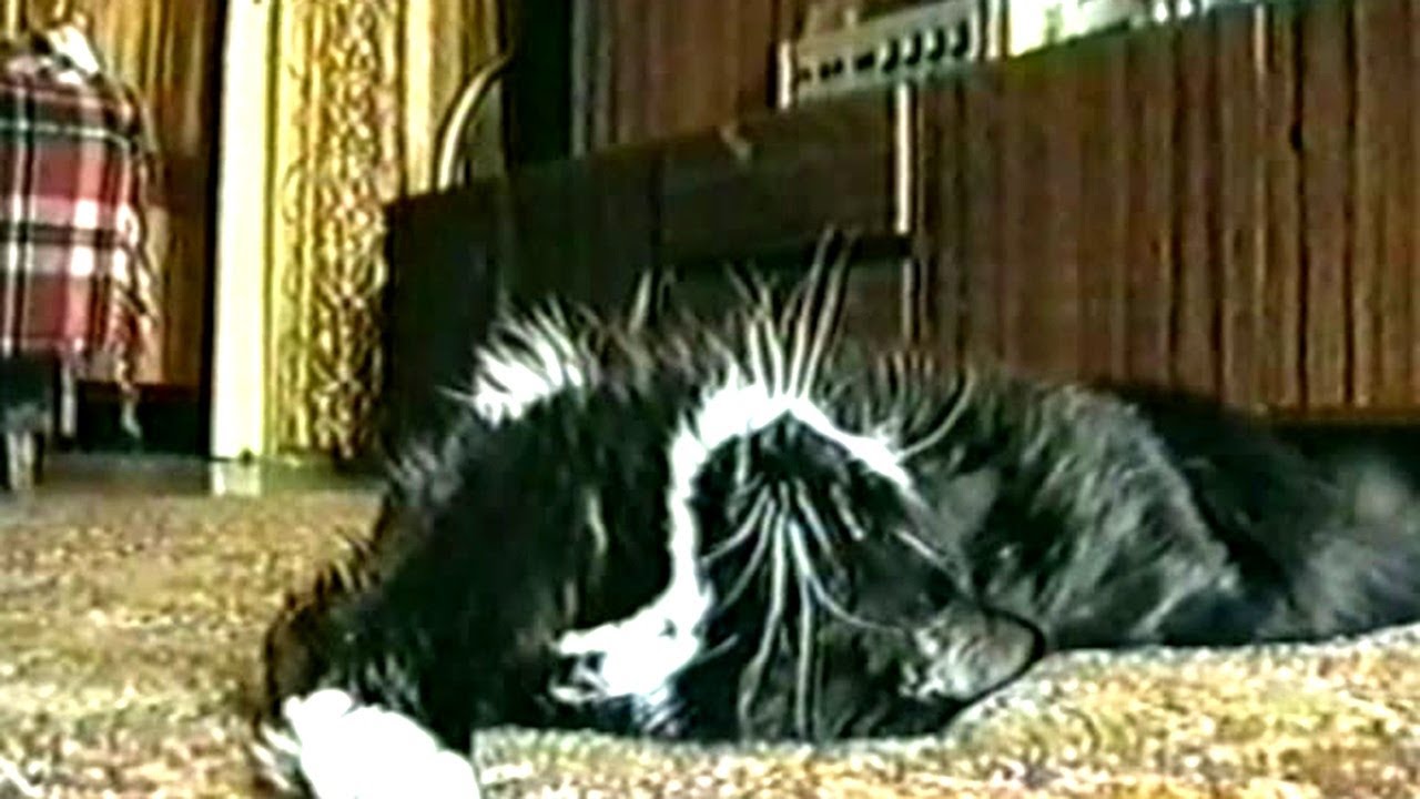 Hilarious Pets and People Fails - Funniest Animal Moments Caught on Camera
