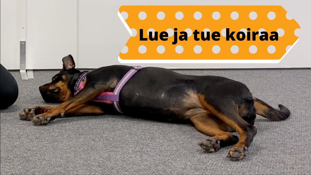 Lue ja tue koiraa stressaavissa tilanteissa
