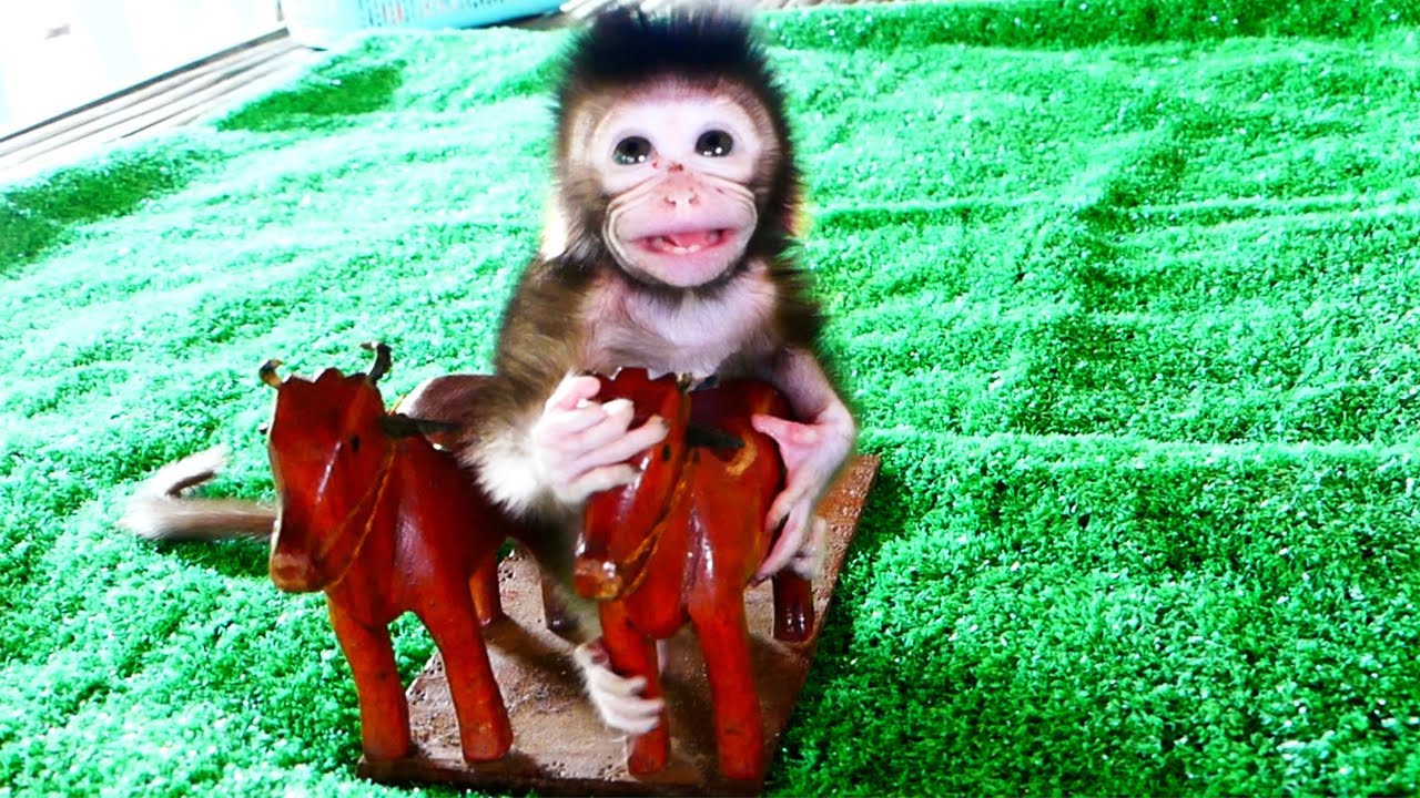 Adorable ! Baby Momo has a very cute face -  when he rides a cow, he is scared