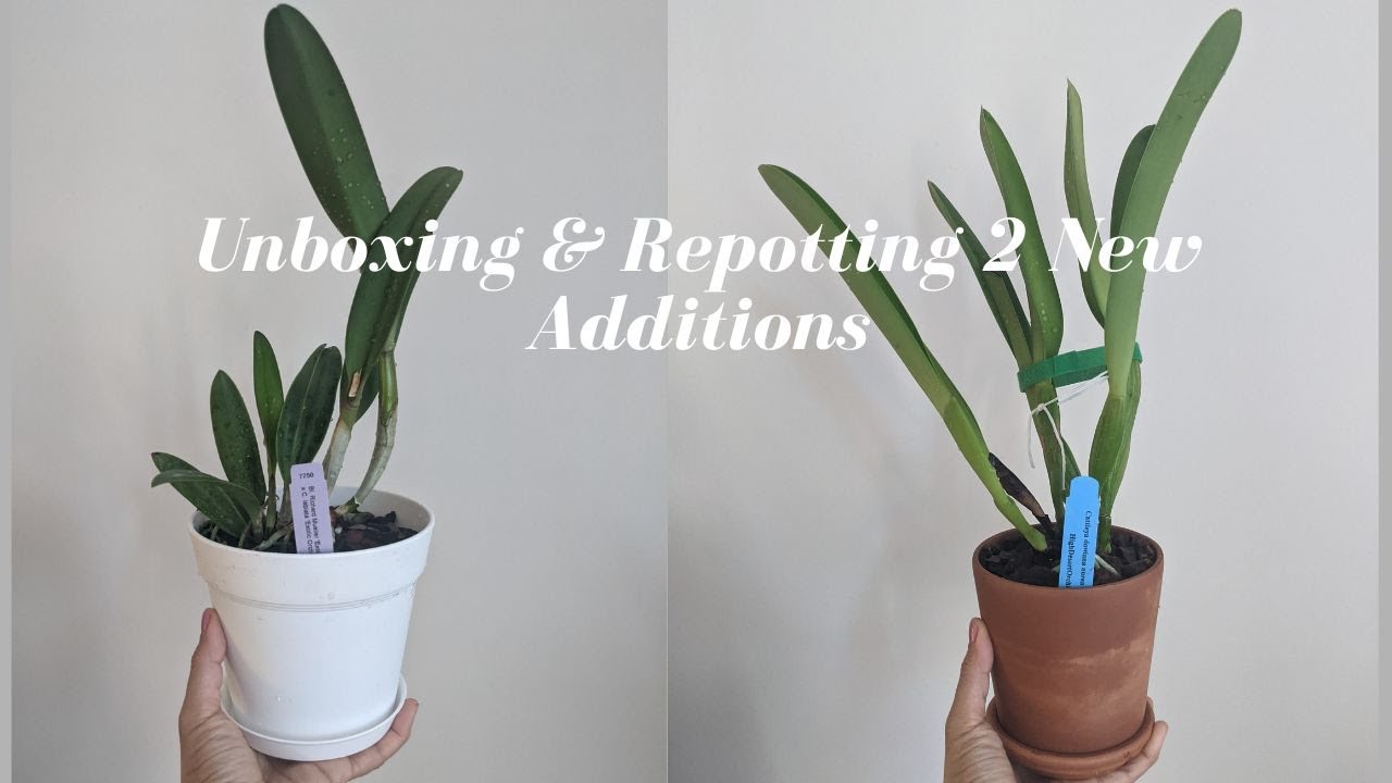 Unboxing & Potting Up 2 Additions: Cattleya Species & Hybrid - Using Clay Pots in Dry Environments