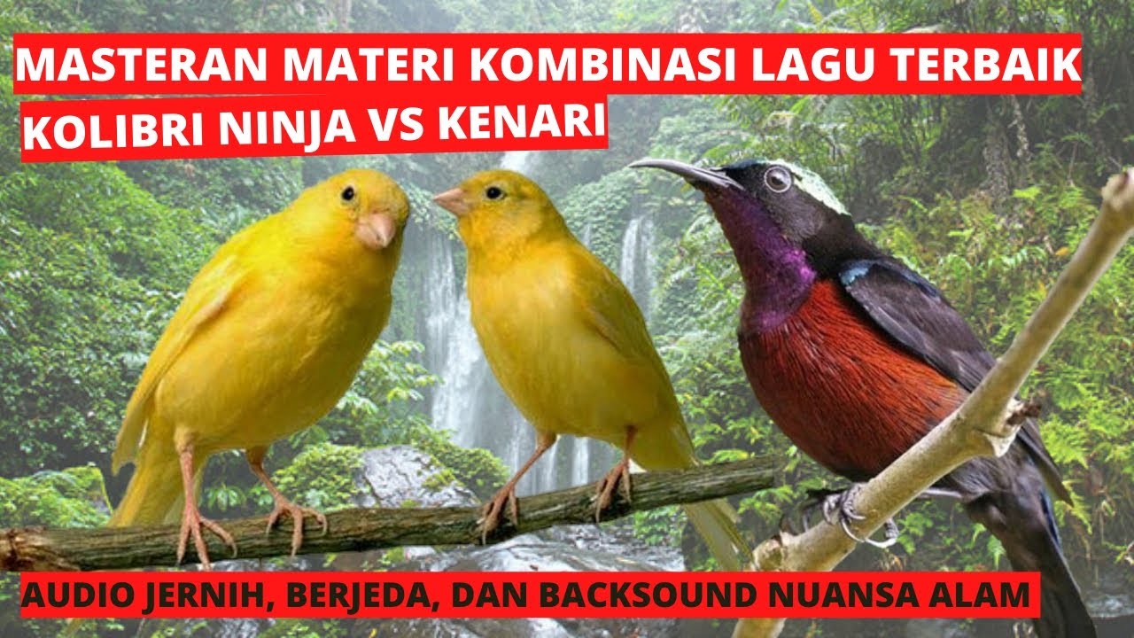 Masteran kombinasi kenari vs konin, materi kombinasi lagu terbaik untuk burung juara