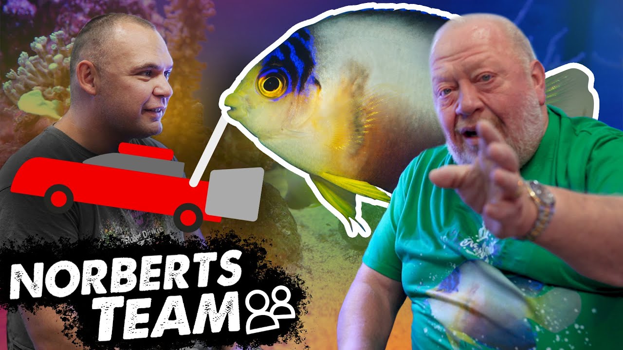 KAISERZWERGE | NORBERTS TEAM | Zoo Zajac