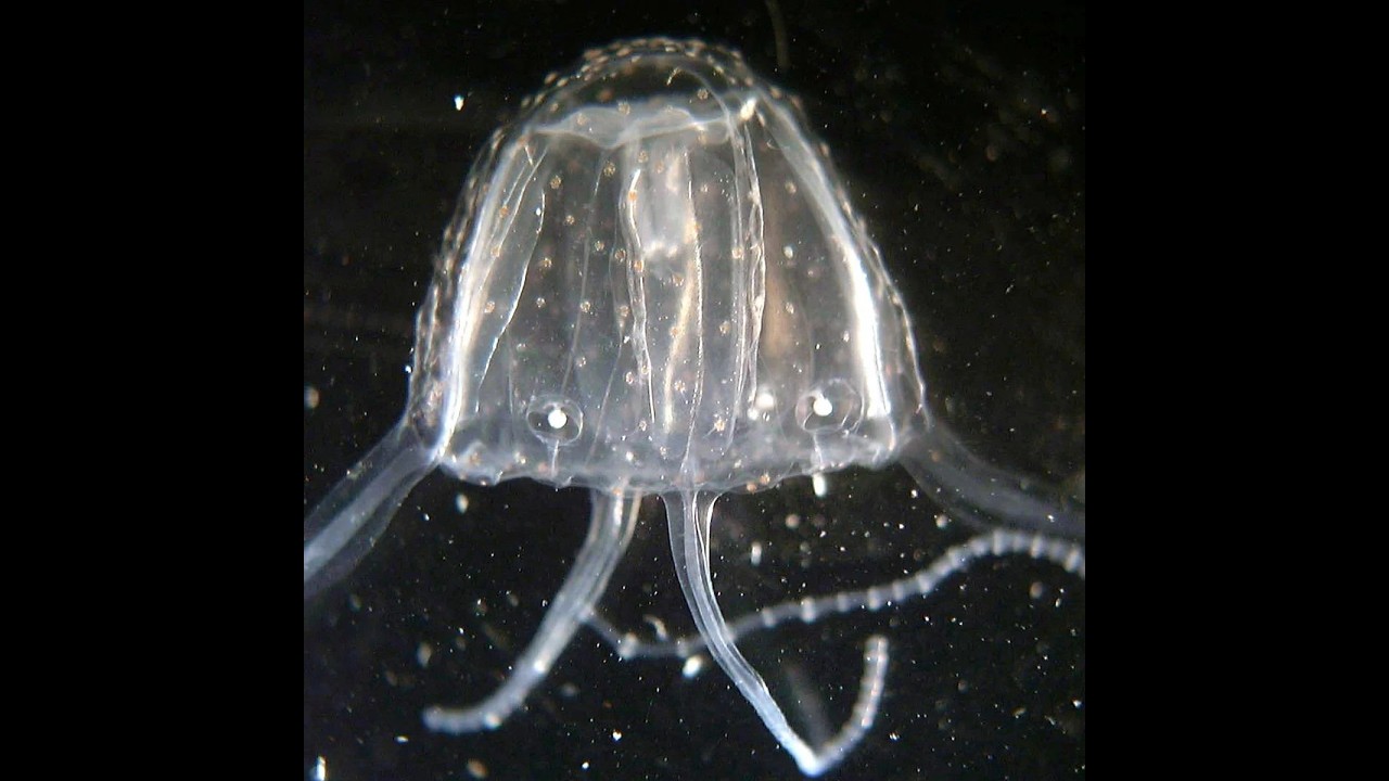 Warhammer Vermintide 2 Mercin tha hoz in tha Wastes (Cataclysm)