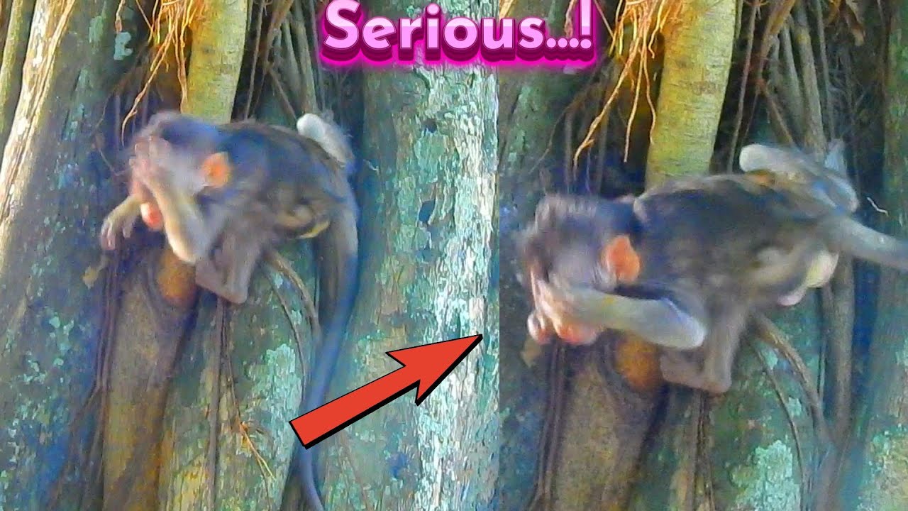 Sh_ocking He_art! Red Ants Really Bitten Little B_aby's Eyes H_urt Almost D_i/ed...!