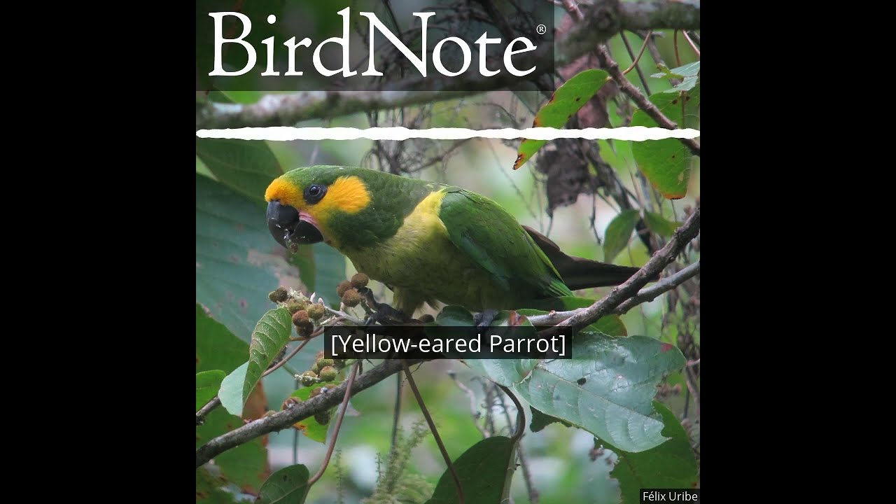 The Field Guide to the Birds of Colombia