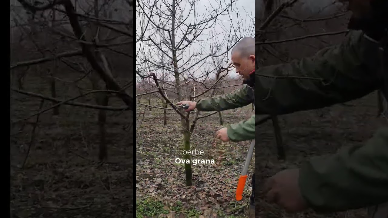REZIDBA oblačinske višnje u PUNOM RODU
