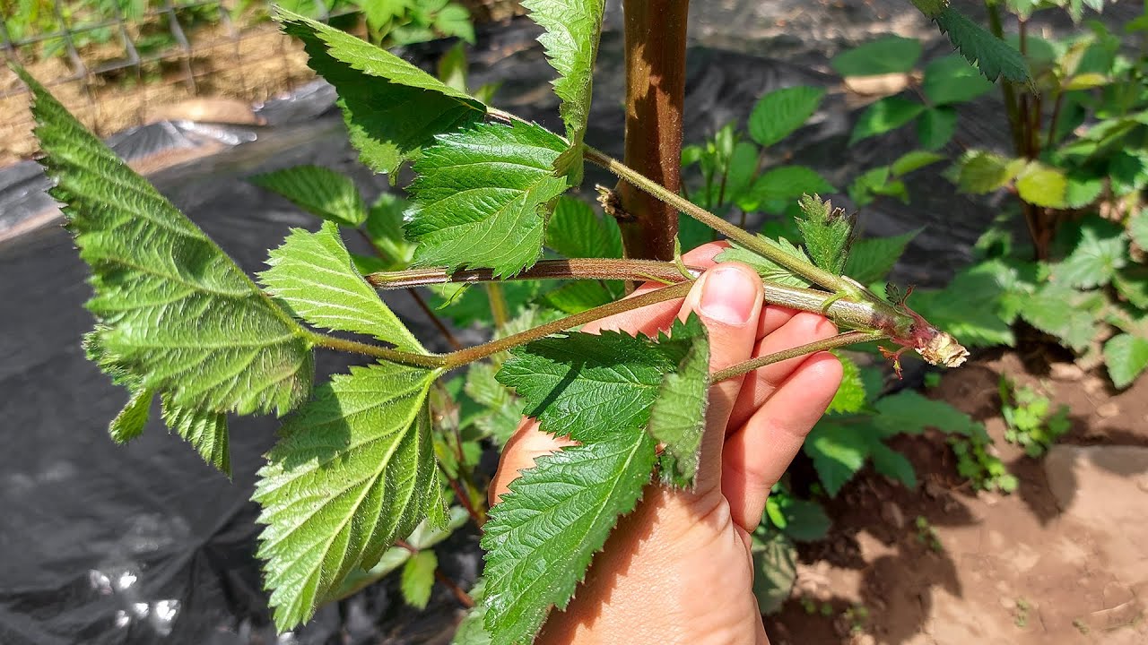 AM RUPT LĂSTARII DE ROD LA MURI şi anul acesta. MURE THORNFREE (mure fără spini)