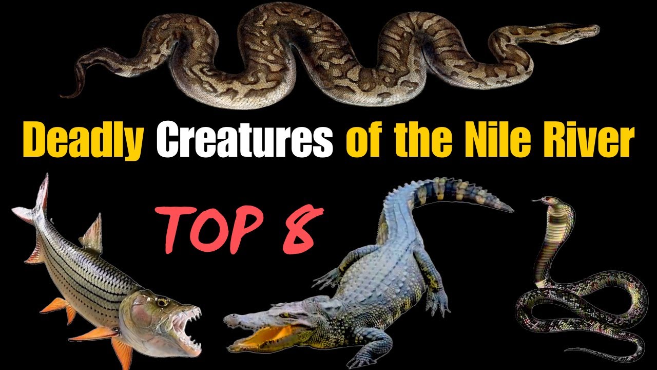 8 Deadly Creatures of the Nile River: Why Locals Fear to Swim | Nile River Monsters Unveiled
