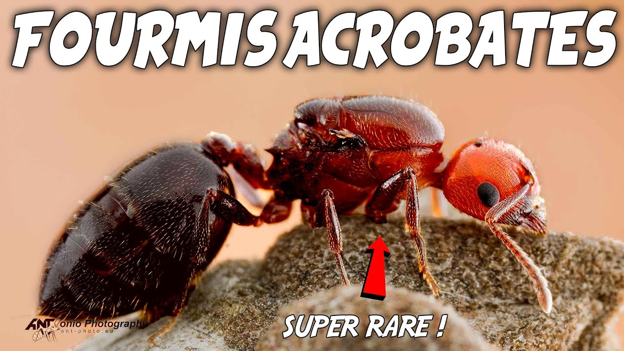 Une Fourmi ROUGE ?! (ma nouvelle espèce)