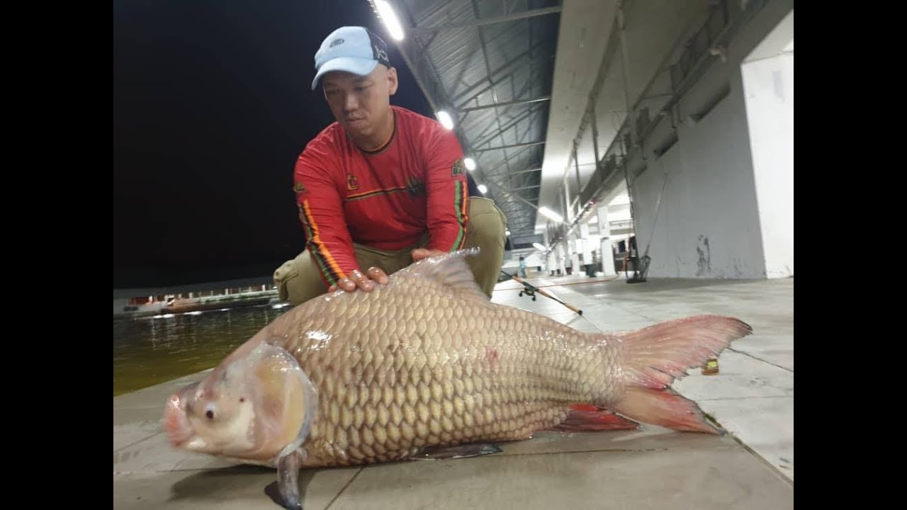 Umpan pancing ikan Siamese carp & Mekong di Natural exotic
