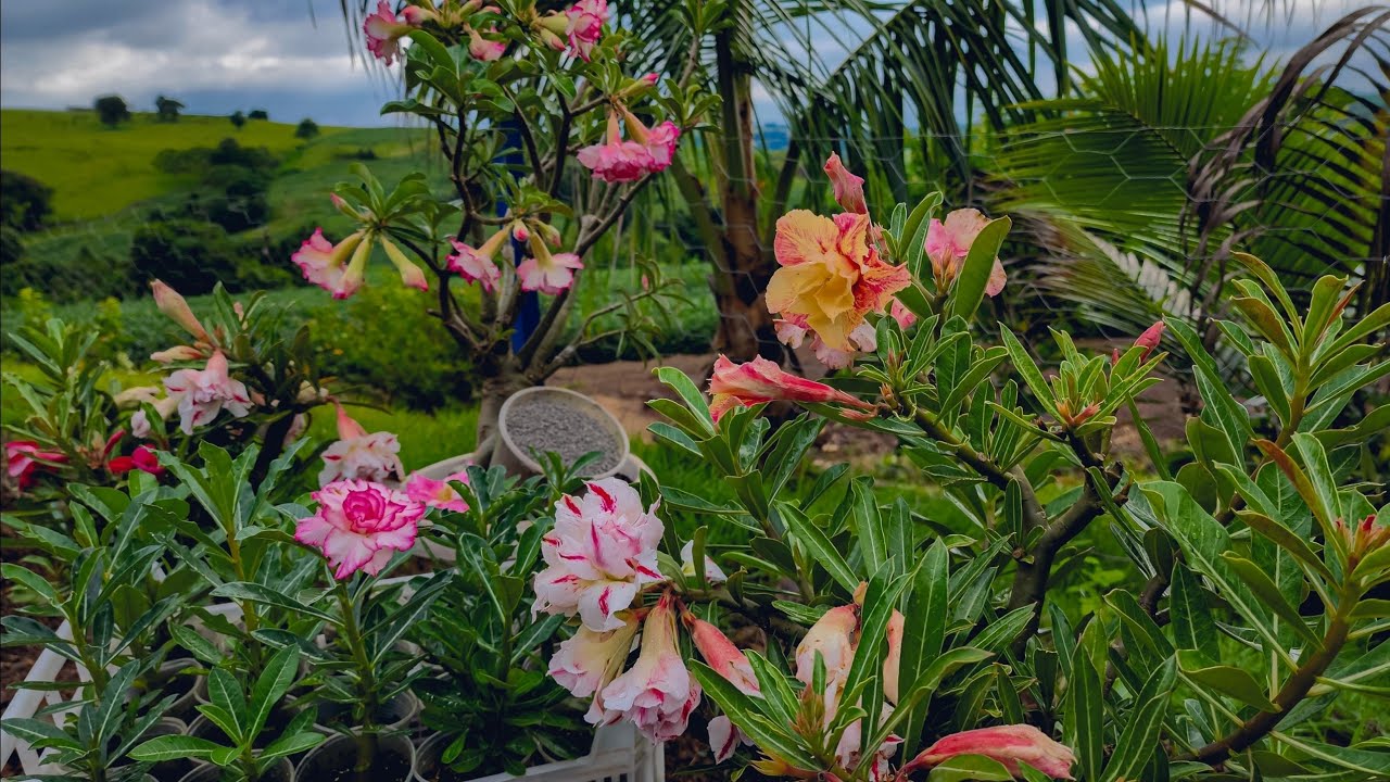 O Melhor Adubo para Rosas do Deserto Florescerem Como Nunca!