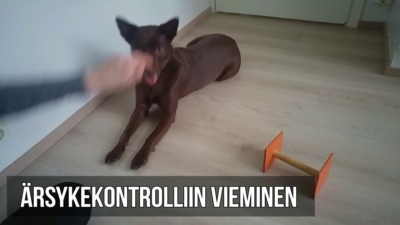 Kapulanpidon opettaminen