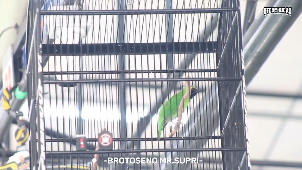 AKSI CUCAK IJO BROTOSENO MILIK MR.SUPRI BORONG JUARA DI ROAD TO RJ★16 CUP MASTERPIACE ARENA