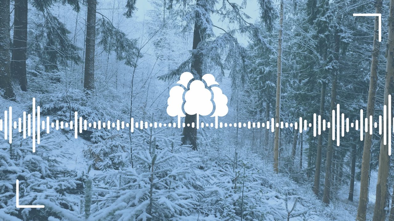 Waldklänge - LoFi Beats to chill and relax in the icy Forest to