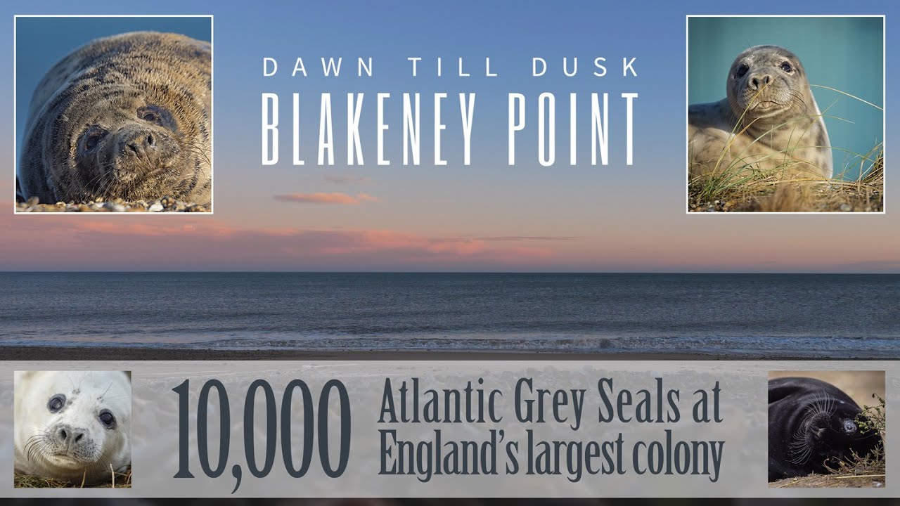 Dawn to Dusk on Blakeney Point with 10,000 Atlantic grey seals - North Norfolk Magic